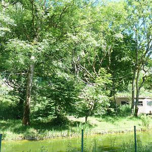 White-handed gibbon island