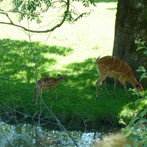 Western sitatunga - Tragelaphus spekii gratus
