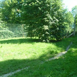 Kalahari lion enclosure