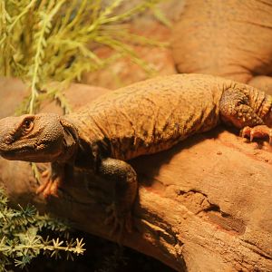 Sudan Mastigure (Uromastyx dispar)