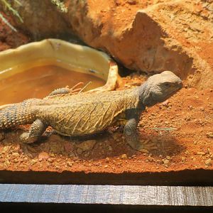 Sudan Mastigure (Uromastyx dispar)