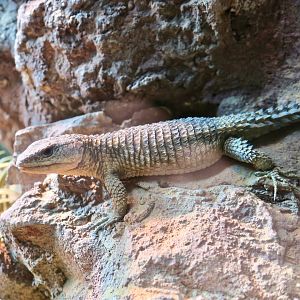 Eastern Spiny-Tailed Lizard (Cordylus tropidosternum)