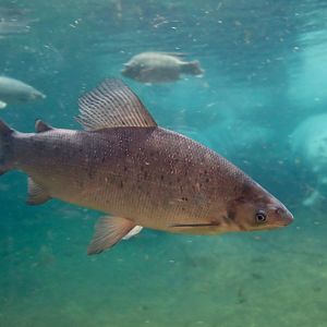 Grass-Eater (Distichodus rostratus)