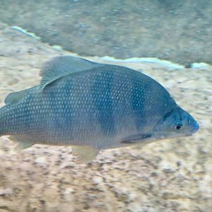 Long-Nosed Distichodus (Distichodus lusosso)