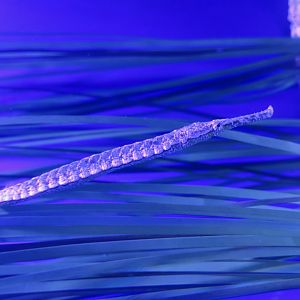 Alligator Pipefish (Syngnathoides bimaculatus)