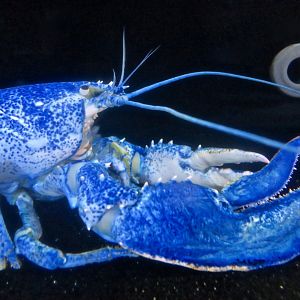 Blue American Lobster (Homarus americanus)