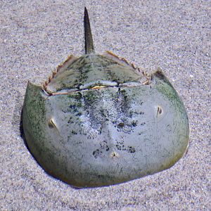 American Horseshoe Crab (Limulus polyphemus)