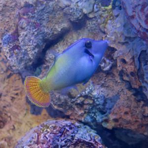 Blackbar Filefish (Pervagor janthinisoma)