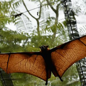 Malayan Flying Fox (Pteropus vampyrus)