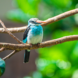 Blue-breasted Kingfisher