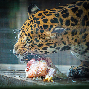 Penelope the female Jaguar