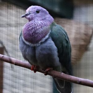 Pink-headed fruit dove (Ptilinopus porphyreus)