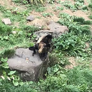 Brown capuchins doing some monkey business