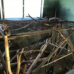 Living links east- Brown capuchin indoors