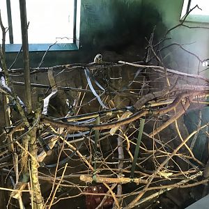 Living links east- Common squirrel monkey indoors