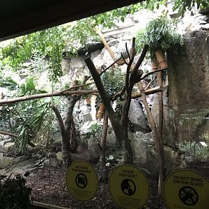 Female koala enclosure