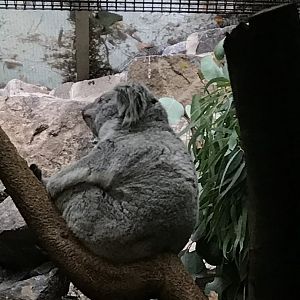Female koala