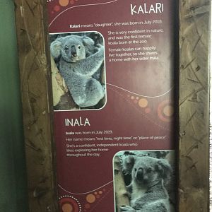Female koala signage