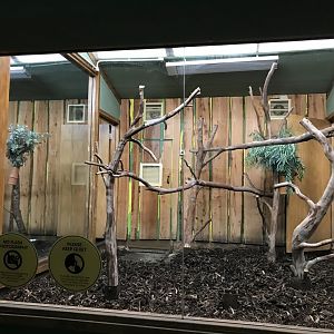 Male koala enclosure (2)