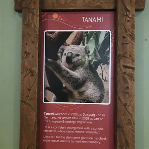Male koala signage