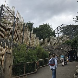 Female Sumatran tiger enclosure