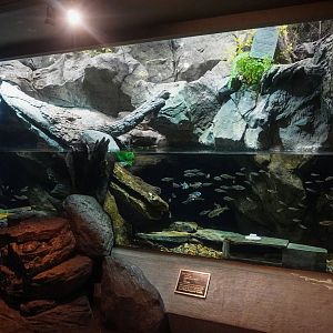 Aug. 2022 - North America: Streamside - Eastern Hellbender + Fish Exhibit