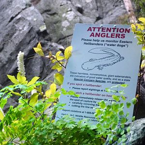 Aug. 2022 - North America: Streamside - Eastern Hellbender + Fish Exhibit