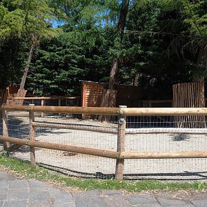 Farm area - Miniature horse paddock, 2022-06-28