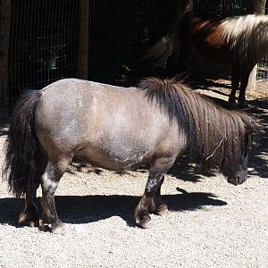Miniature horse (Equus ferus caballus), 2022-06-28