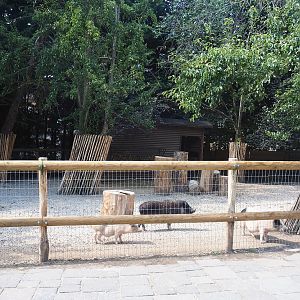 Farm area - Dwarf goat and Mini pig paddock, 2022-06-28