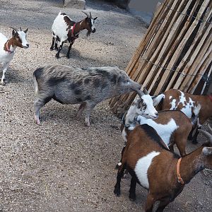 Pygmy goats (Capra hircus) and Mini pig (Sus domesticus), 2022-06-28