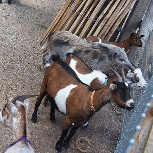 Pygmy goats (Capra hircus) and Mini pig (Sus domesticus), 2022-06-28