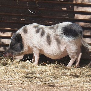 Mini pig (Sus domesticus), 2022-06-28
