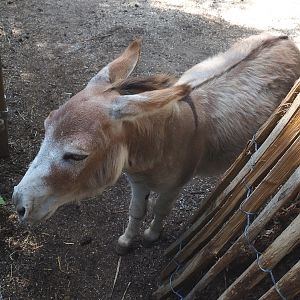 Miniature donkey (Equus africanus asinus), 2022-06-28