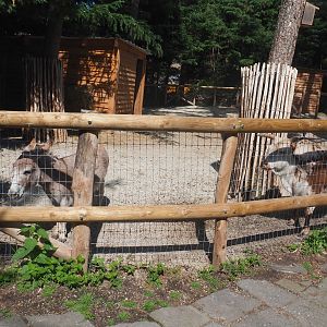 Farm area - Miniature donkey and Dwarf zebu paddock, 2022-06-28