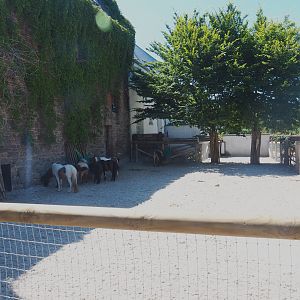 Farm area - Stable building and miniature horse paddock, 2022-06-28