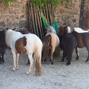 Miniature horses (Equus ferus caballus), 2022-06-28