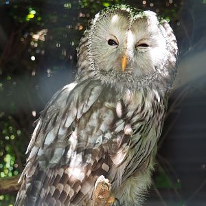 Ural owl (Strix uralensis), 2022-06-28