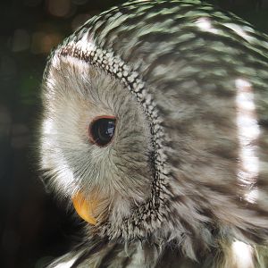 Ural owl (Strix uralensis), 2022-06-28