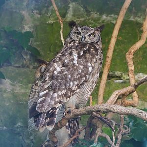 African spotted eagle-owl (Bubo africanus), 2022-06-28