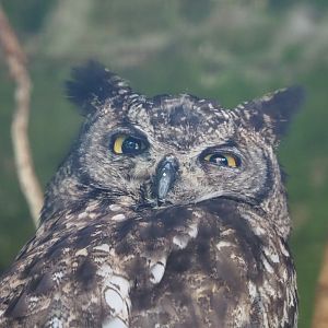 African spotted eagle-owl (Bubo africanus), 2022-06-28