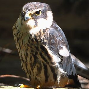 Eurasian hobby falcon (Falco subbuteo subbuteo), 2022-06-28