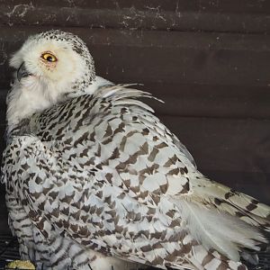 Snowy Owl (Bubo scandiacus), 2022-06-28