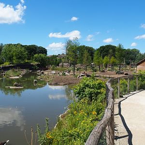 Eurasian moose exhibit, 2022-06-28