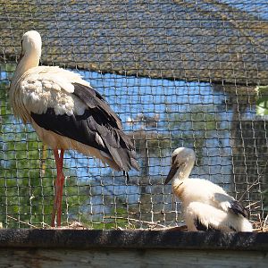 European white stork (Ciconia ciconia) and chick, 2022-06-28