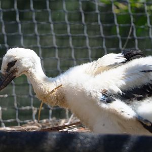 European white stork (Ciconia ciconia) chick, 2022-06-28