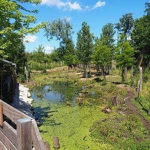 Wapiti exhibit, 2022-06-28