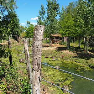 Wapiti exhibit, 2022-06-28