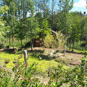 Wapiti exhibit, 2022-06-28