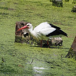 European white stork (Ciconia ciconia), 2022-06-28